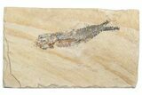 Small Cretaceous Fossil Fish (Various Species) - Lebanon - Photo 5